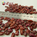 Organic British Red Kidney Beans Dark Red Kidney Beans Shanxi Variety 180-200pcs/100g